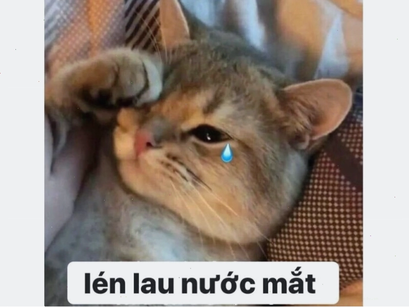 Meme mèo đang nằm dài