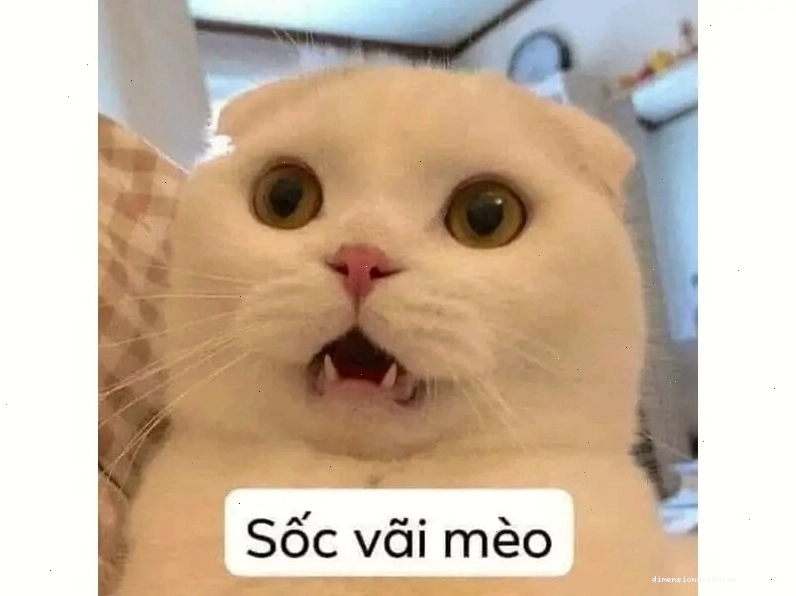 Meme mèo đang nghịch ngợm