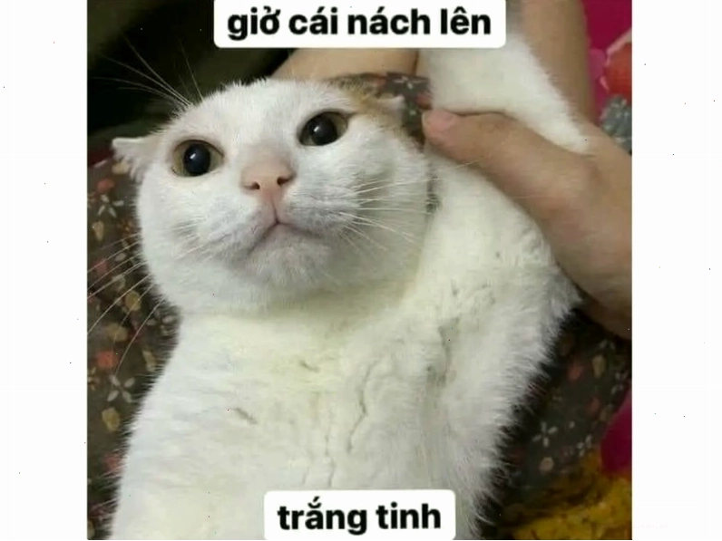 Meme mèo đang nghịch ngợm với đồ vật