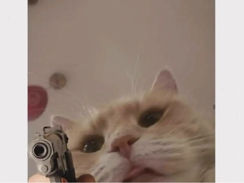 Meme mèo đang ngủ say sưa