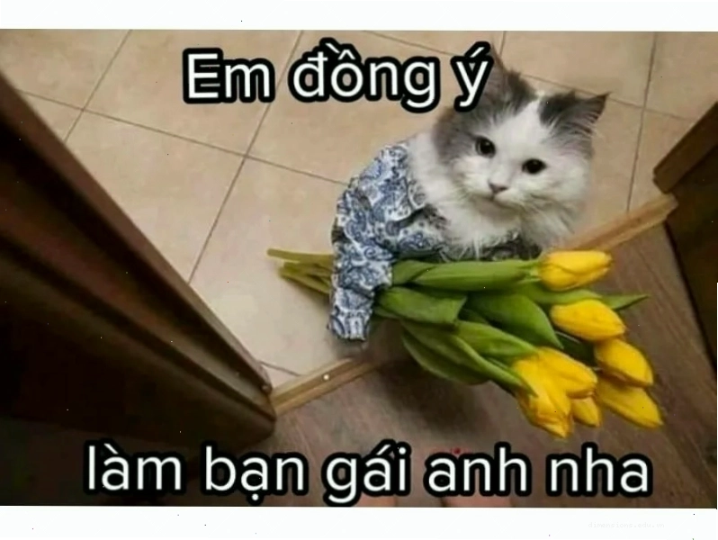Meme mèo đang nhìn thấu tâm can