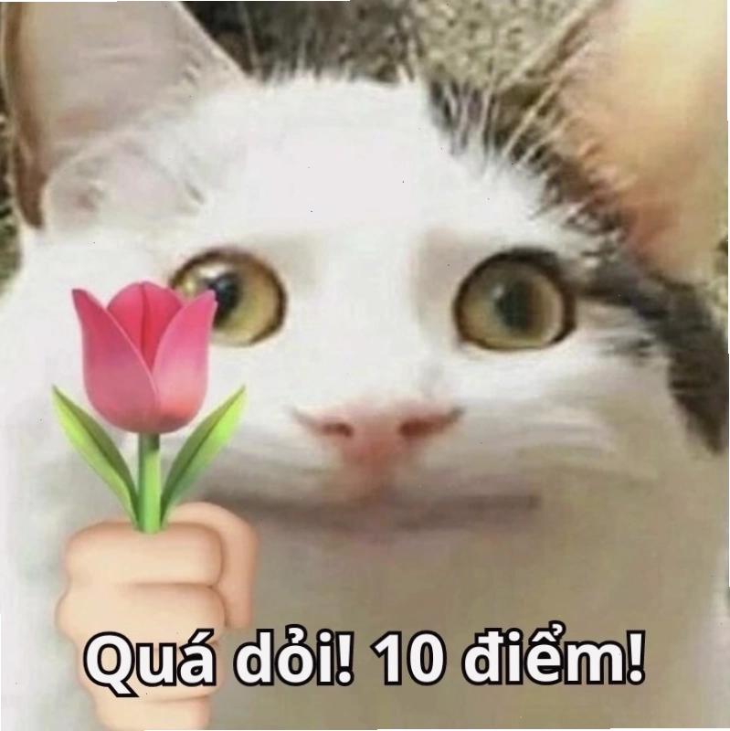 Meme mèo dễ thương đạt điểm 10