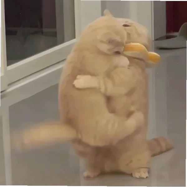 Meme mèo ôm chân cực kỳ đáng yêu