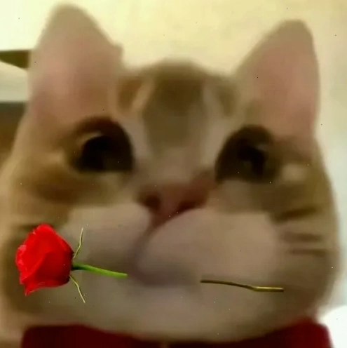 Meme mèo tặng hoa với biểu cảm đáng yêu