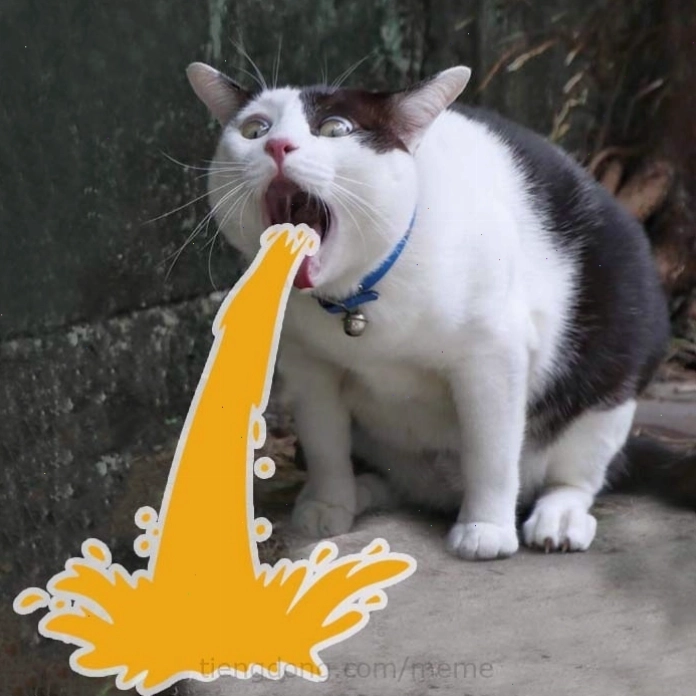 Meme mèo vô tri đang nằm dài một cách lười biếng