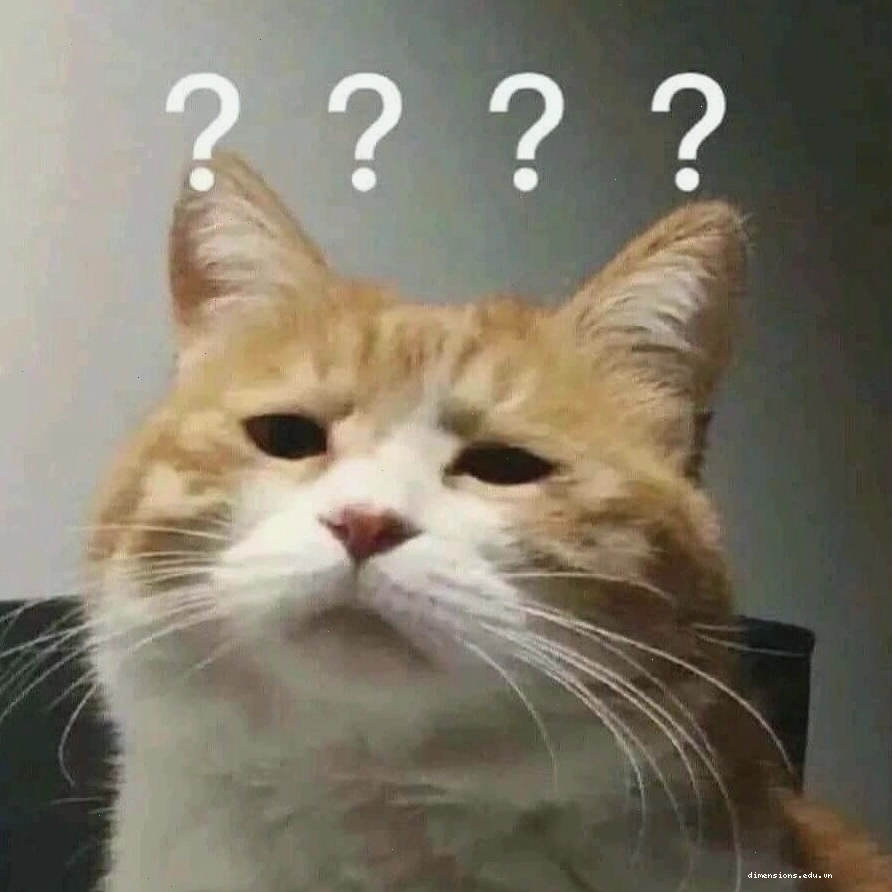 Meme mèo với biểu cảm 