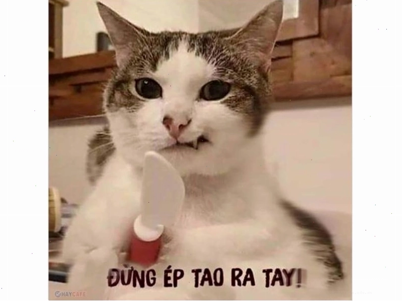 Meme mèo với biểu cảm ngạc nhiên hài hước