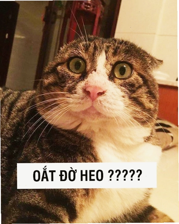 Meme mèo với cái nhìn "tranh cãi"