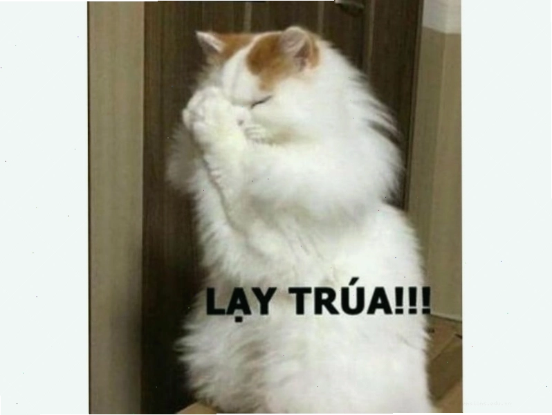 Meme mèo với đôi mắt long lanh