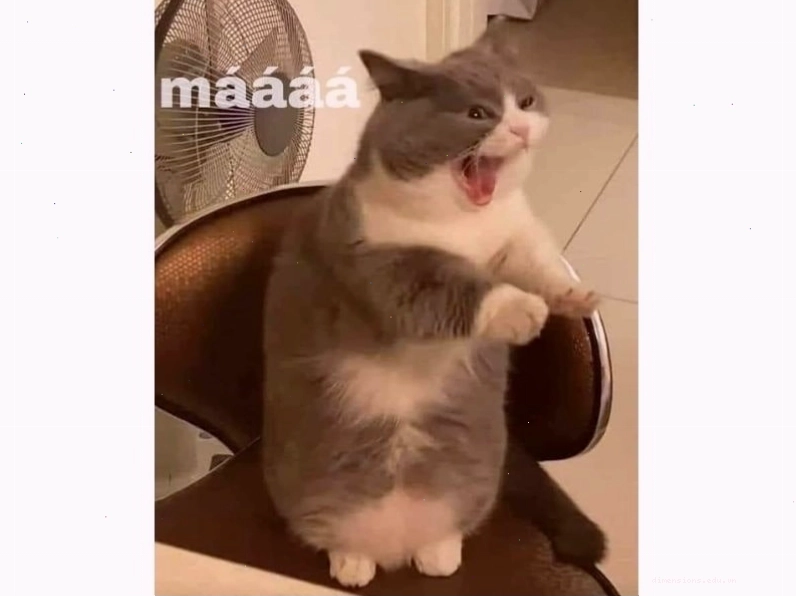 Meme mèo với tư thế ngồi lạ mắt
