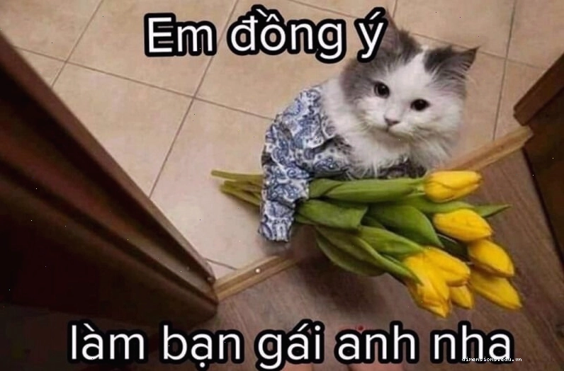 Meme tình yêu thể hiện sự thấu hiểu và chia sẻ