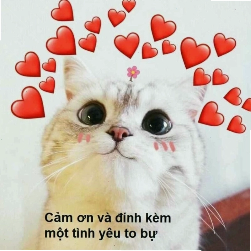 Meme tình yêu về những thói quen khó đỡ của cặp đôi