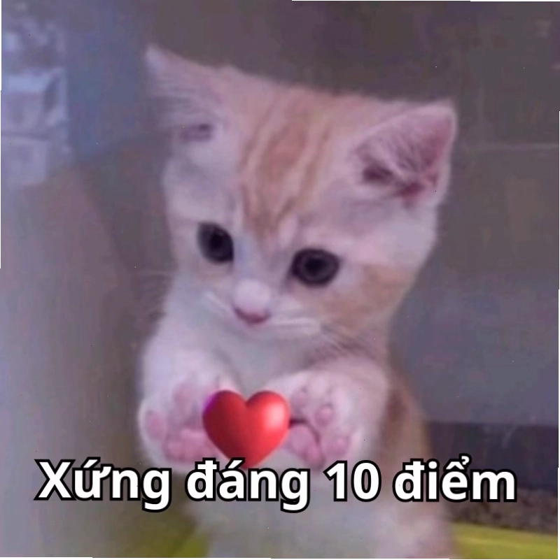 Meme về tình huống xứng đáng 10 điểm