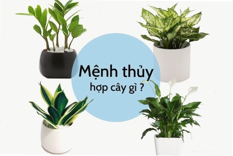 Mệnh Thủy hợp cây gì để bàn làm việc