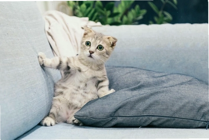 Mèo anime với biểu cảm hài hước