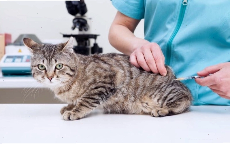 Mèo bị nôn được chữa trị tại nhà