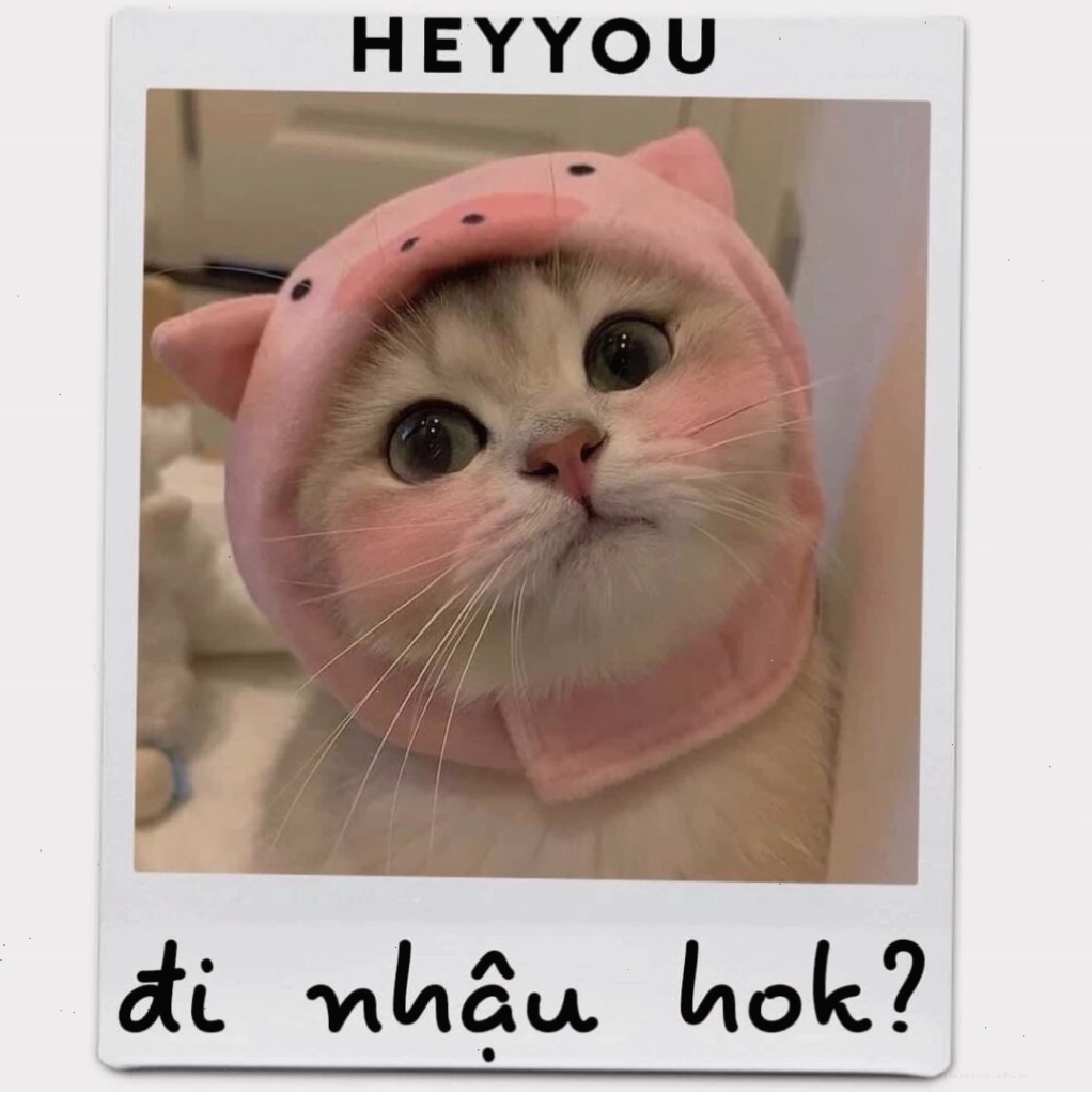 Mèo con ngủ say sưa với biểu cảm ngộ nghĩnh