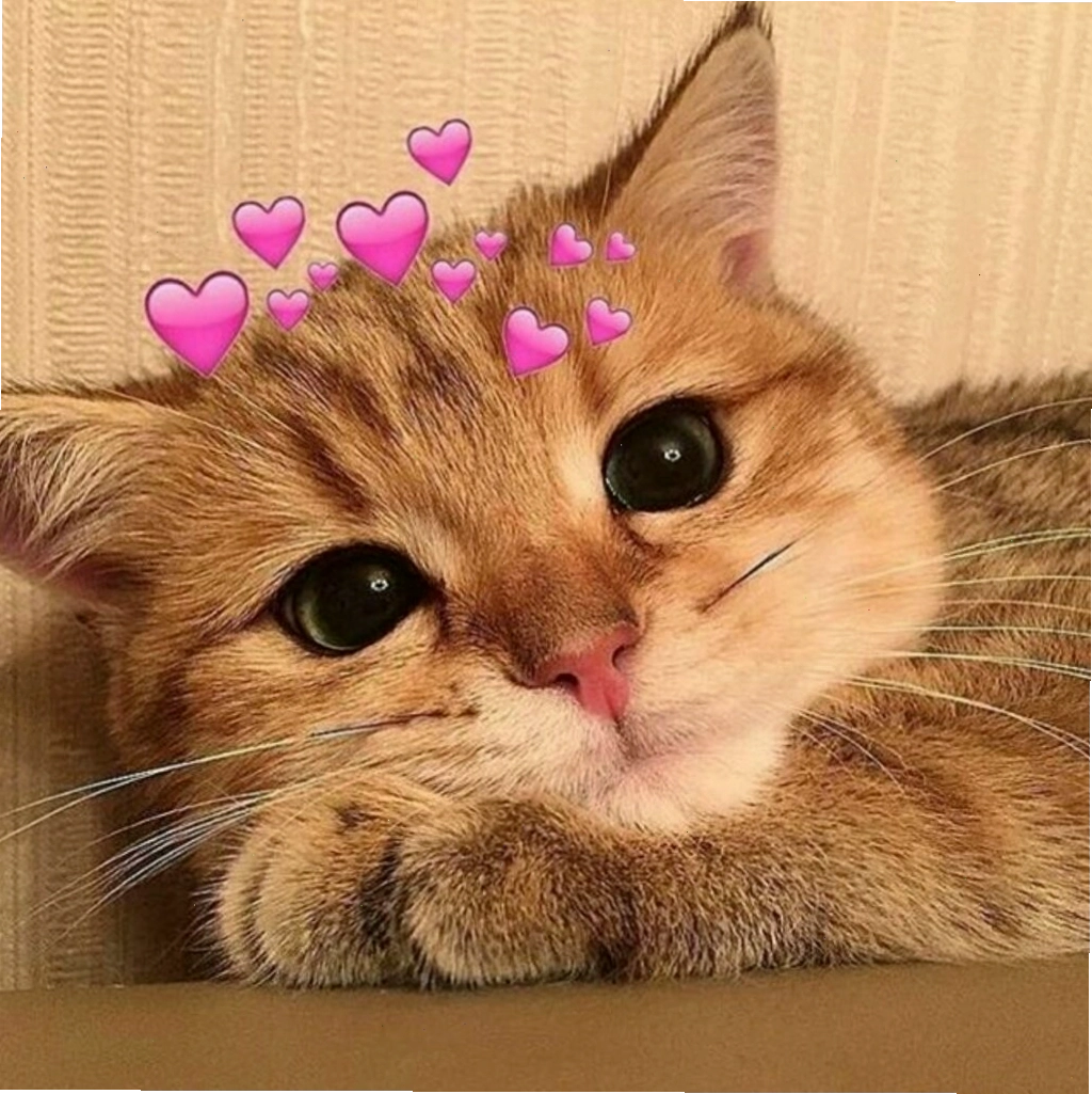 Mèo con với biểu cảm tò mò