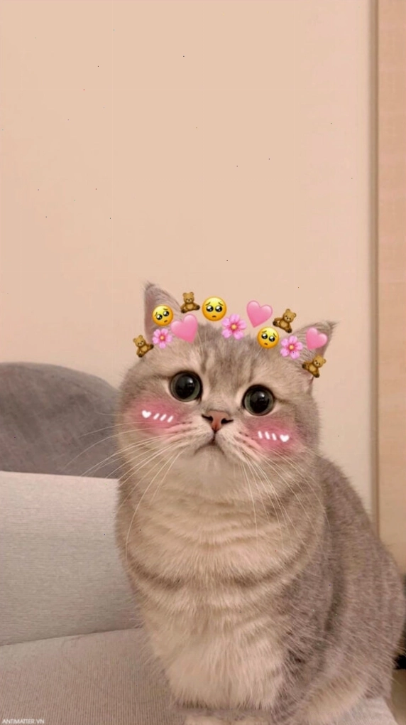 Mèo con với đôi mắt long lanh