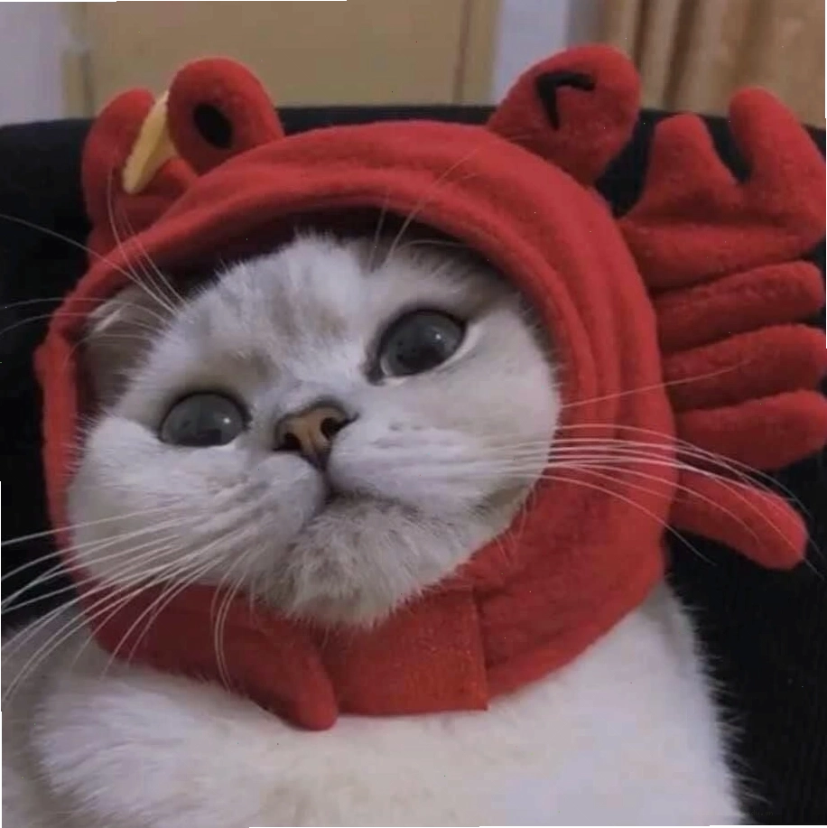 Mèo đôi cute