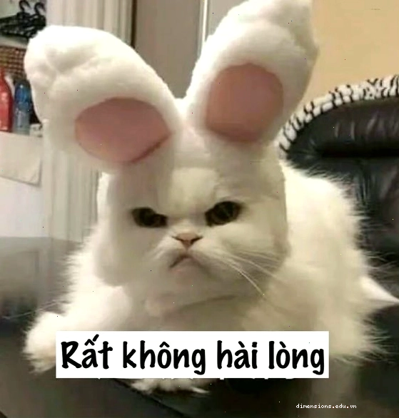 Mèo meme giận dỗi với chủ