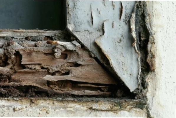 Mối gây ra nhiều tác hại cho tài sản và con người, từ phá hoại kết cấu đến ảnh hưởng sức khỏe