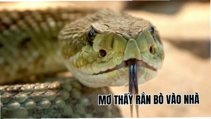 Nằm mơ thấy rắn đen bò vào nhà mang điềm báo gì?