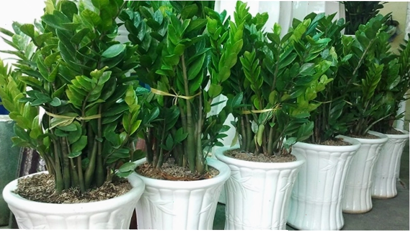 Nên chọn chậu có kích thước lớn để trồng cây kim tiền