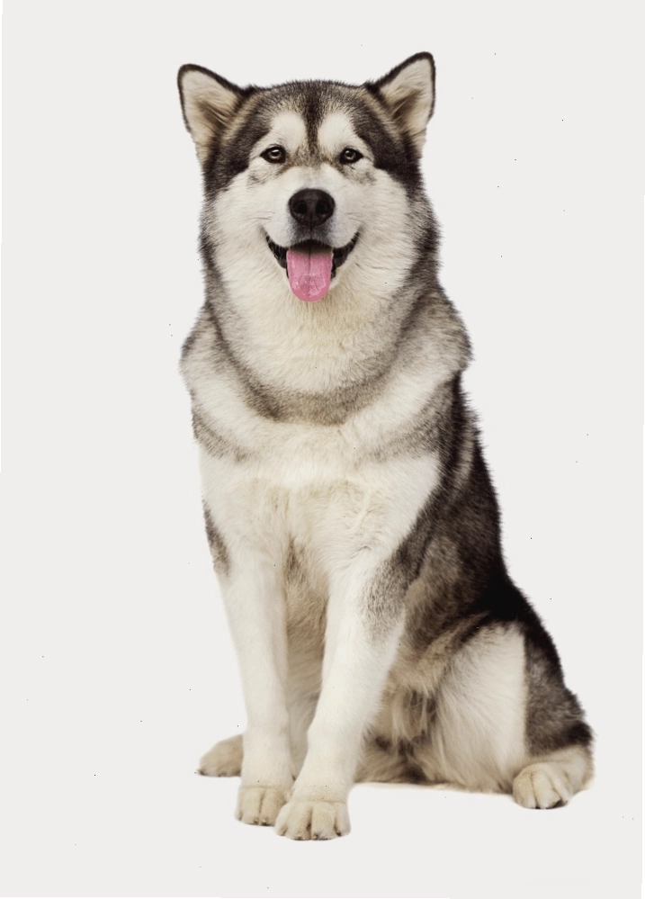 Nguồn gốc chó alaska ảnh hưởng đến đặc điểm hình thể