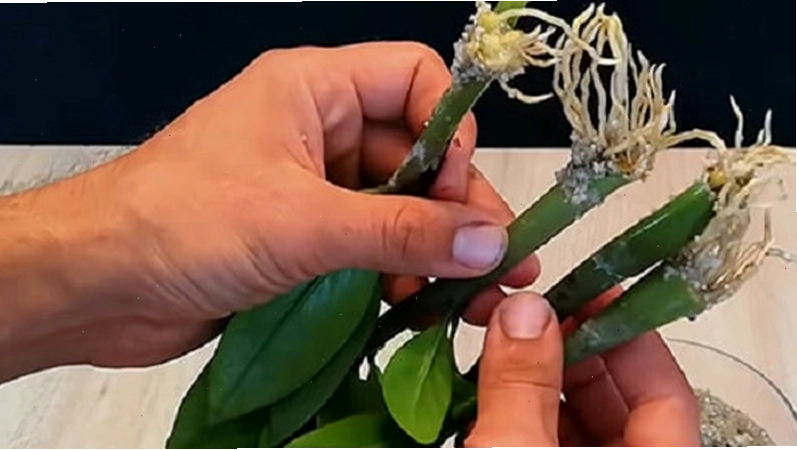 Nhân giống cây kim tiền bằng cành nhanh chóng và hiệu quả