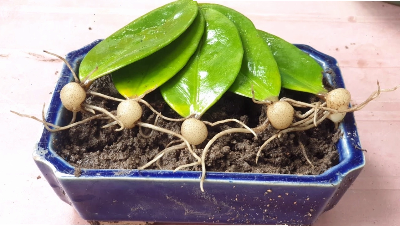 Nhân giống cây kim tiền bằng lá là một phương pháp hiệu quả