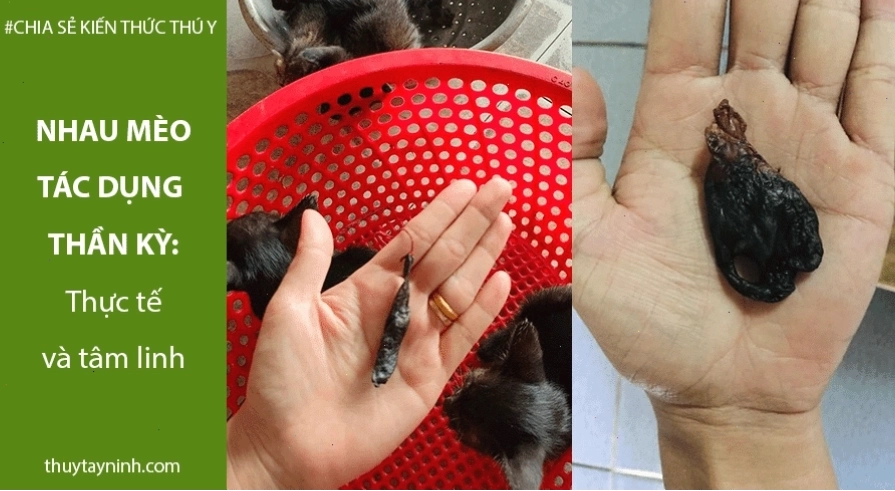Nhau mèo đen tác dụng thực tế và tâm linh