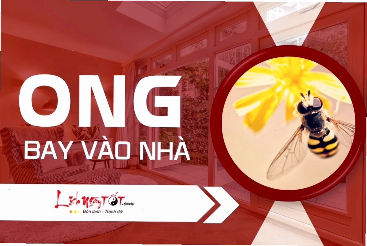 Ong mật bay vào nhà mang ý nghĩa tài lộc và sung túc