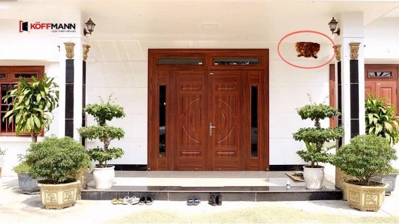 Ong vò vẽ làm tổ trong nhà là điềm xấu và tiềm ẩn nguy hiểm