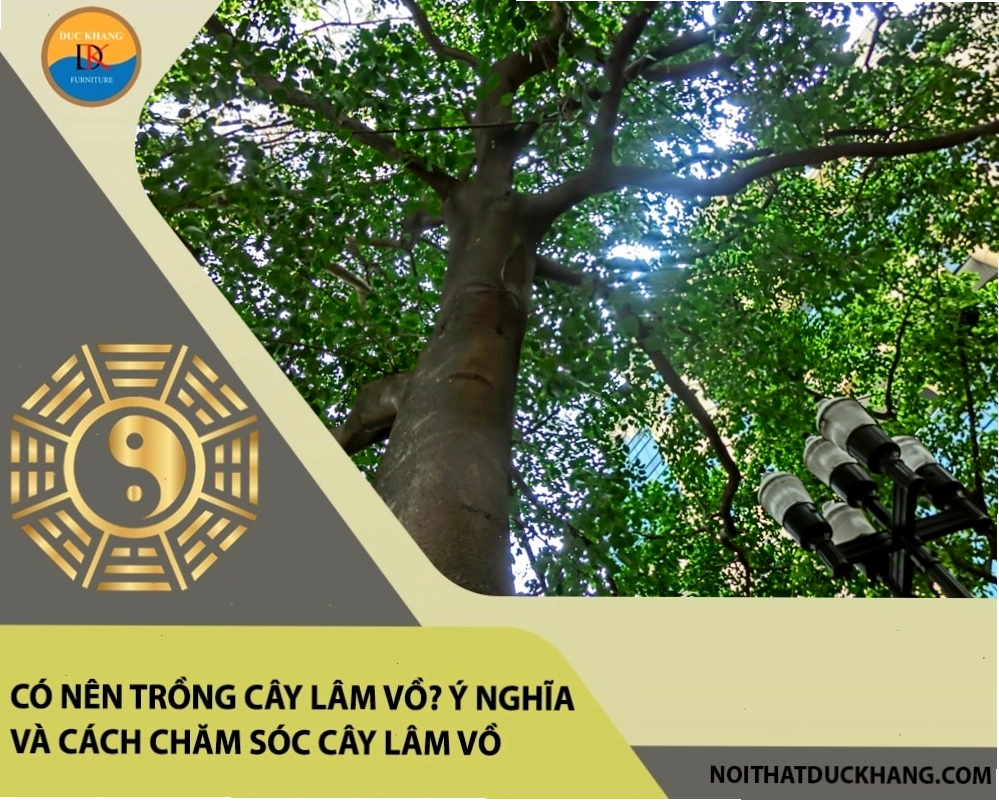 Tổng quan về cây lâm vồ với tán lá xanh mát