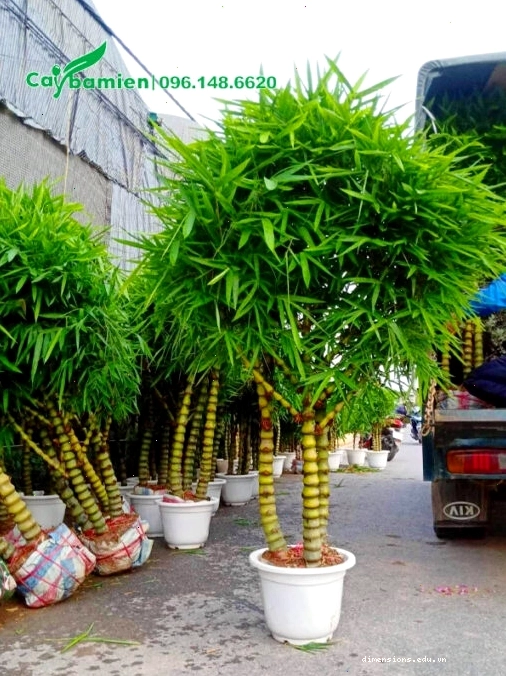 Từng chậu cây Trúc Quan Âm công trình cao hơn 1m được xếp lên xe tải
