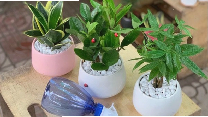 Tưới nước vừa đủ, tránh để cây bị ngập úng