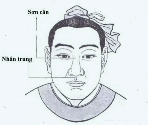 Tướng mũi rồng với sống mũi cao, thẳng và đầu mũi tròn đầy