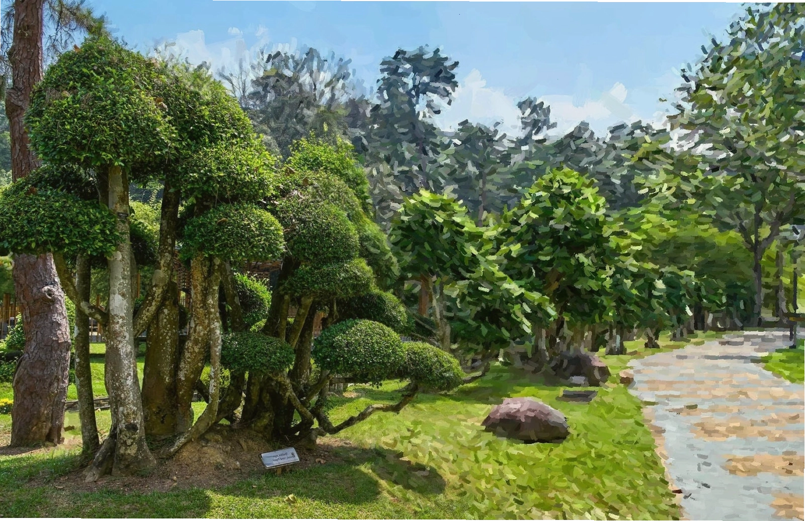 Vườn cây duối với nhiều tác phẩm nghệ thuật bonsai độc đáo