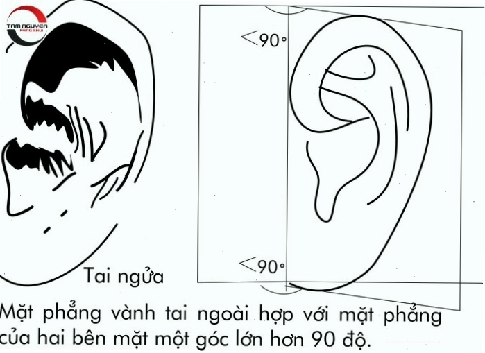 Xem tướng tai đàn ông có tai nằm thấp hơn lông mày