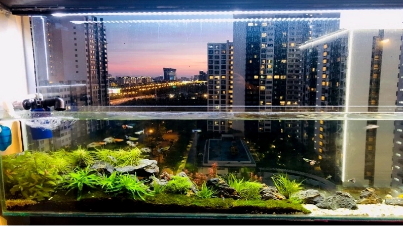 Ý nghĩa phong thủy của việc đặt bể cá trong nhà đối với gia chủ