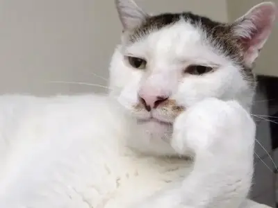 Khám phá các ảnh vô tri meme đang gây bão mạng xã hội