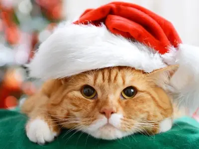 Meme Noel hài hước, mang không khí Giáng Sinh vui vẻ
