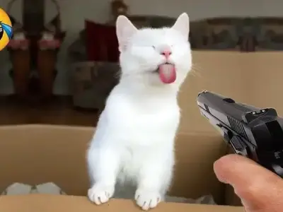Khám phá bộ sưu tập meme lêu lêu cực hài hước mới nhất
