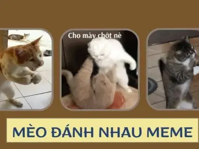 Meme mèo đánh nhau- Hình ảnh hài hước khiến dân mạng cười