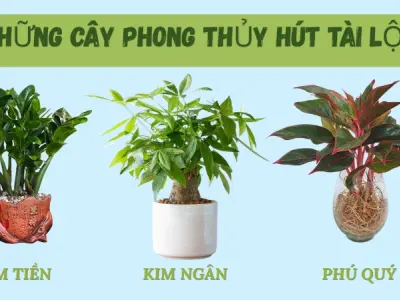 Top cây phong thủy hút tài lộc, mang may mắn cho gia chủ
