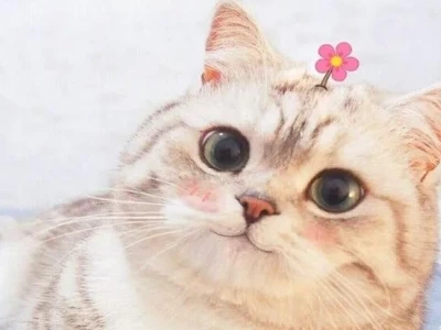 60+ Ảnh Meme Mèo Uống Bia Nhậu Nhẹt Hài Hước 2026