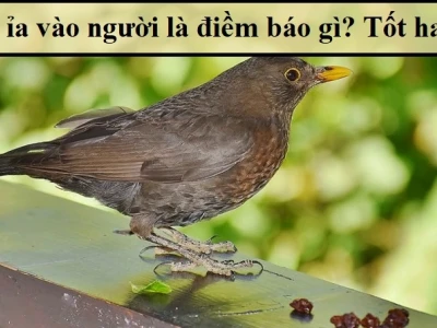 Bị chim ỉa vào người là điềm gì? Luận giải chi tiết và con số may mắn 2026