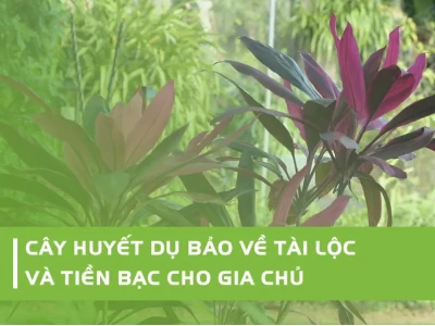Cây Huyết dụ trong phong thủy: Ý nghĩa, cách trồng và hút tài lộc 2026