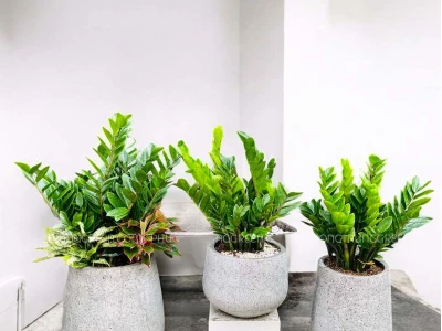 Cây kim tiền phong thủy: Ý nghĩa, cách trồng và chăm sóc chi tiết